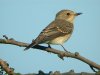 Spotted Flycatcher at Gunners Park (Steve Arlow) (70157 bytes) Spotted Flycatcher at Gunners Park (Steve Arlow) (70157 bytes)